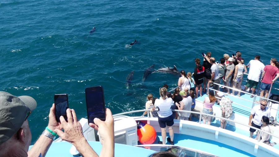 Tourists on a boat watching dolphins swimming in the Bay of Islands, New Zealand, capturing the moment on their phones.