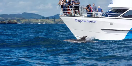 Tourists on the front deck of the Dolphin Seeker boat watching a dolphin swimming in the Bay of Islands, New Zealand.