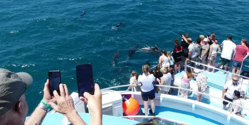 Tourists on a boat watching dolphins swimming in the Bay of Islands, New Zealand, capturing the moment on their phones.