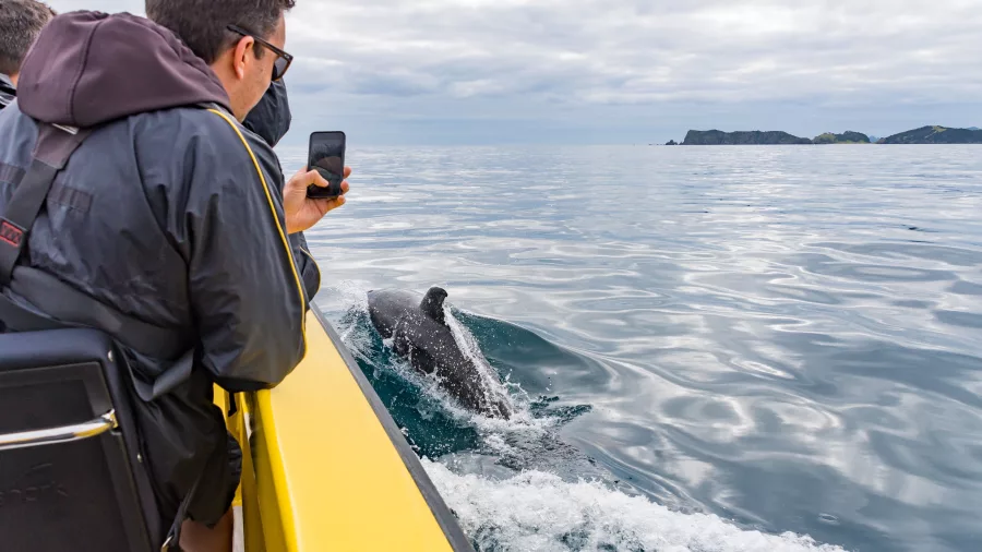 A tourist capturing a close-up view of a dolphin swimming alongside a boat during a wildlife tour in New Zealand.