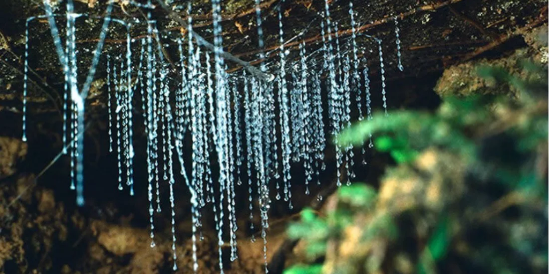Glowworm silk threads hanging from the cave ceiling at Kawiti Glowworm Caves