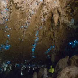Glowworms scattered across a limestone cave ceiling in New Zealand
