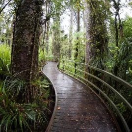 Boardwalk winding through lush native forest on the Opua Track