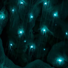 Glowworms illuminating a dark cave ceiling with bioluminescent light