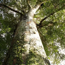 Looking up at the massive trunk of a mature kauri tree in a native forest in Northland