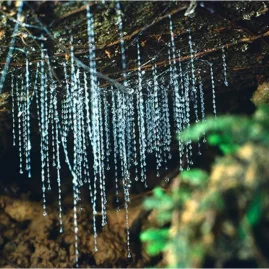 Glowworm silk threads hanging from the cave ceiling at Kawiti Glowworm Caves