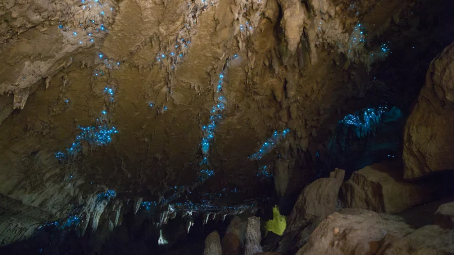 Glowworms scattered across a limestone cave ceiling in New Zealand