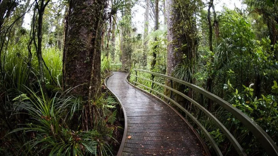 Boardwalk winding through lush native forest on the Opua Track