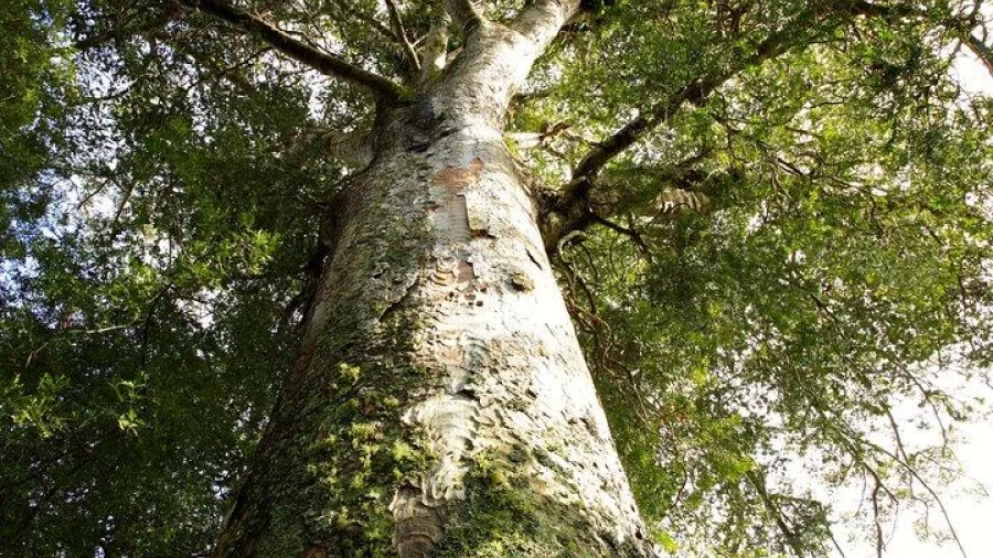 Looking up at the massive trunk of a mature kauri tree in a native forest in Northland