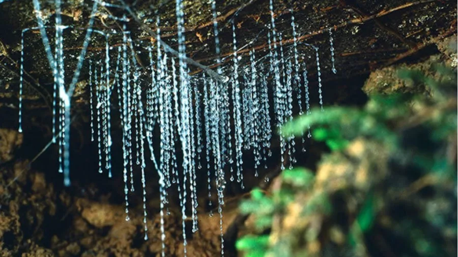 Glowworm silk threads hanging from the cave ceiling at Kawiti Glowworm Caves