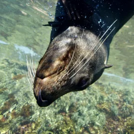Close-up of a playful New Zealand fur seal underwater near reef rocks in the Bay of Islands