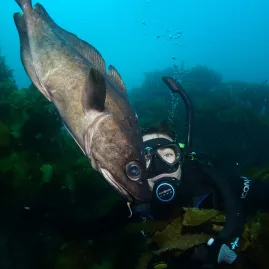 Diver having a close encounter with a large fish among kelp in the Bay of Islands