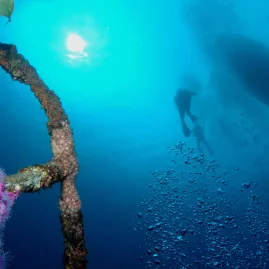 Diver silhouette during a safety stop with bubbles rising near coral-covered rope in the Bay of Islands