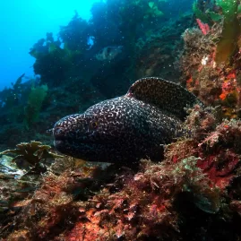 Moray eel emerging from reef rocks during a scuba dive in Northland, New Zealand