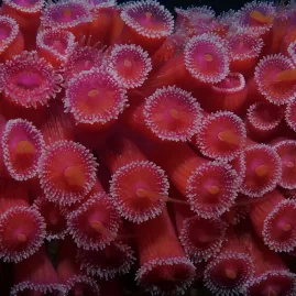 Close-up of vibrant pink and orange coral seen on a reef dive in the Bay of Islands