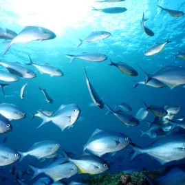 School of Blue Maomao fish swimming in clear waters in the Bay of Islands
