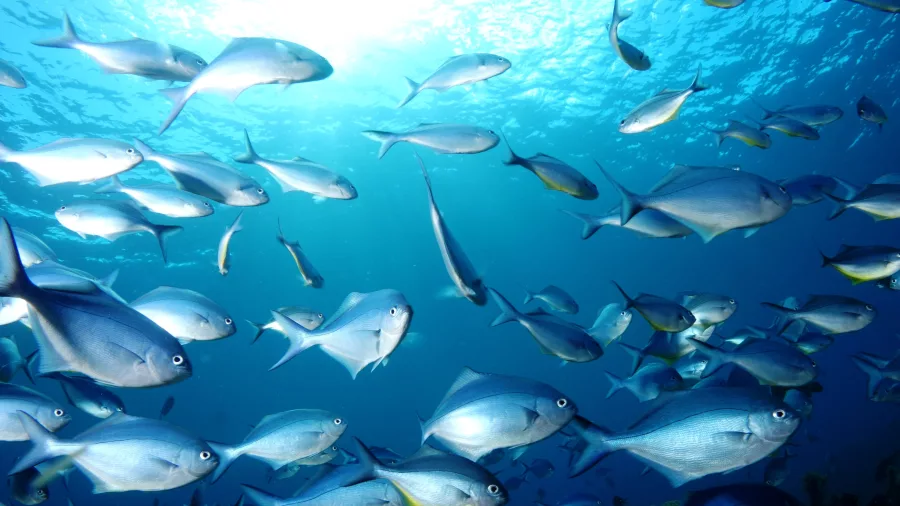 School of Blue Maomao fish swimming in clear waters in the Bay of Islands