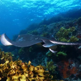 Stingray gliding over a colourful reef in clear waters near Paihia, Bay of Islands.