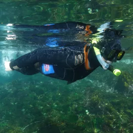 Snorkeller floating above clear coastal waters near Paihia in the Bay of Islands, observing marine life below.