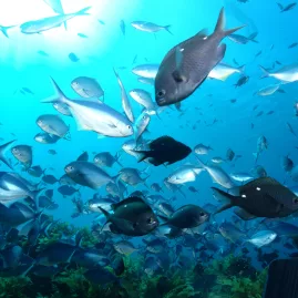 Various fish species swimming above a reef in clear blue water near the Bay of Islands.