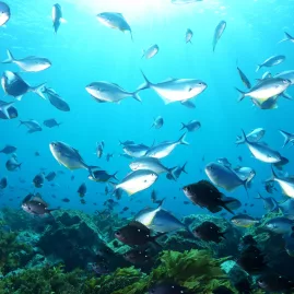 Large school of fish swimming over a reef in clear waters near Paihia, Bay of Islands, New Zealand.