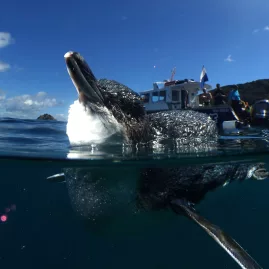 Cormorant surfacing near a dive boat in the Bay of Islands with clear skies and coastal landscape in the background.