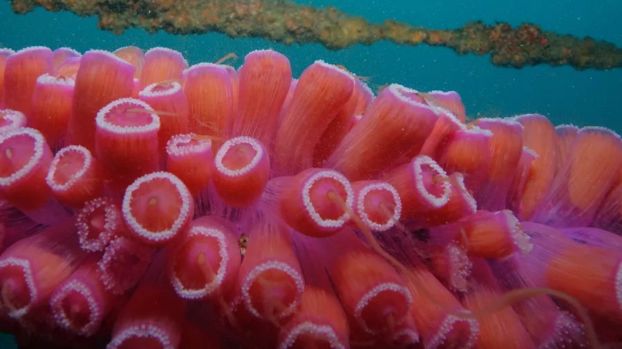 Close-up of bright pink and orange jewel anemones spotted while snorkelling in the Bay of Islands