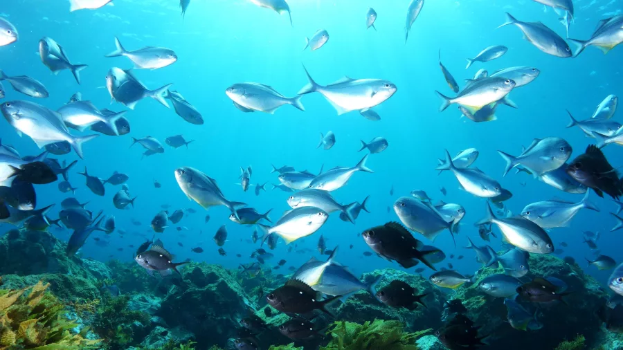 Large school of fish swimming over a reef in clear waters near Paihia, Bay of Islands, New Zealand.