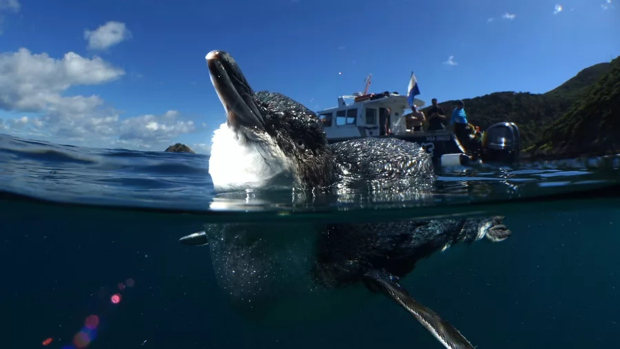 Cormorant surfacing near a dive boat in the Bay of Islands with clear skies and coastal landscape in the background.