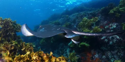 Stingray gliding over a colourful reef in clear waters near Paihia, Bay of Islands.