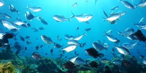Large school of fish swimming over a reef in clear waters near Paihia, Bay of Islands, New Zealand.
