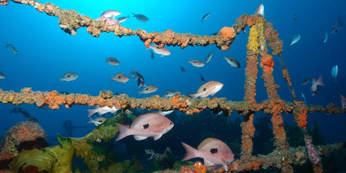 Butterfly perch fish swimming around coral-covered railings of the Canterbury Wreck in the Bay of Islands