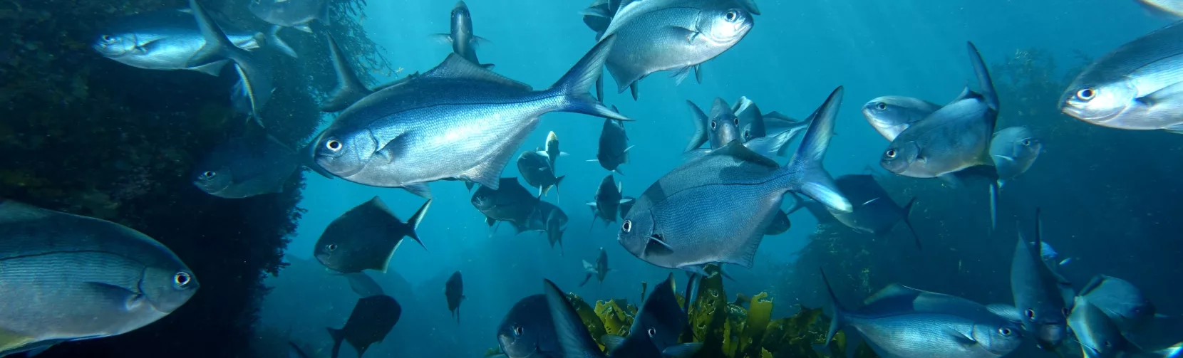 School of Blue Maomao fish swimming through reef structures near the Canterbury Wreck in the Bay of Islands