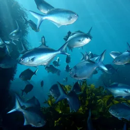 School of Blue Maomao fish swimming through reef structures near the Canterbury Wreck in the Bay of Islands