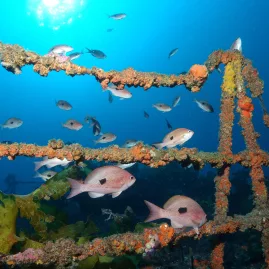 Butterfly perch fish swimming around coral-covered railings of the Canterbury Wreck in the Bay of Islands