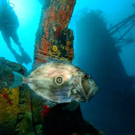John Dory fish near colourful wreck structure with diver in the background at the Canterbury Wreck in the Bay of Islands