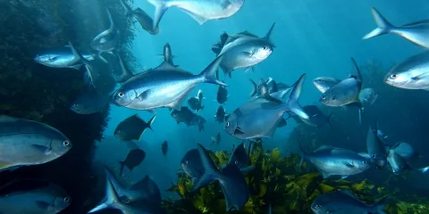 School of Blue Maomao fish swimming through reef structures near the Canterbury Wreck in the Bay of Islands
