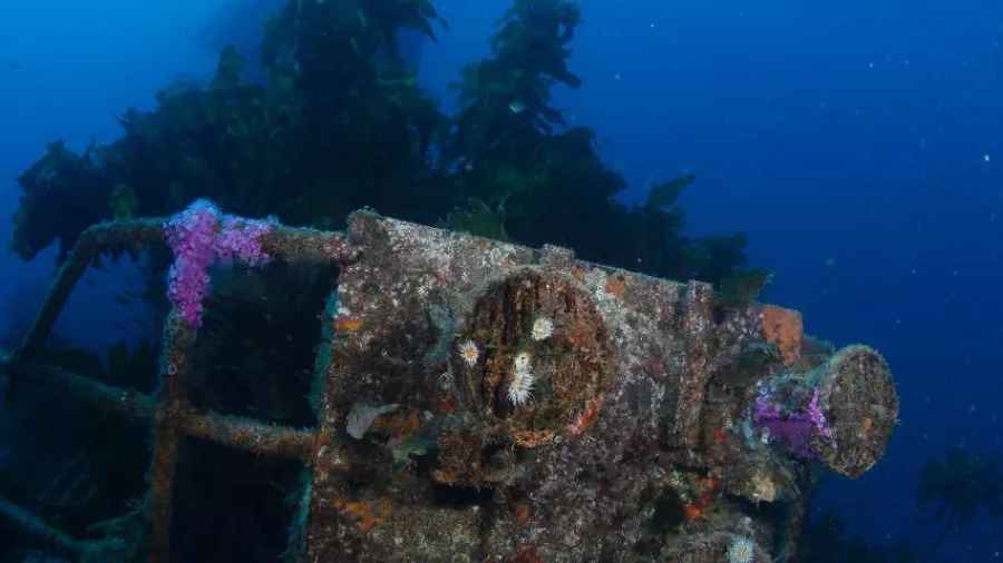 Coral-encrusted machinery from the Canterbury Wreck with diver overhead in the Bay of Islands