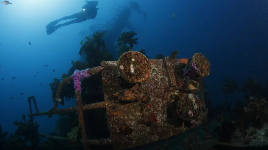 Divers swimming near the upper structure of the Canterbury Wreck surrounded by marine growth in the Bay of Islands