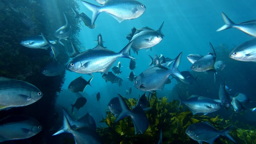 School of Blue Maomao fish swimming through reef structures near the Canterbury Wreck in the Bay of Islands