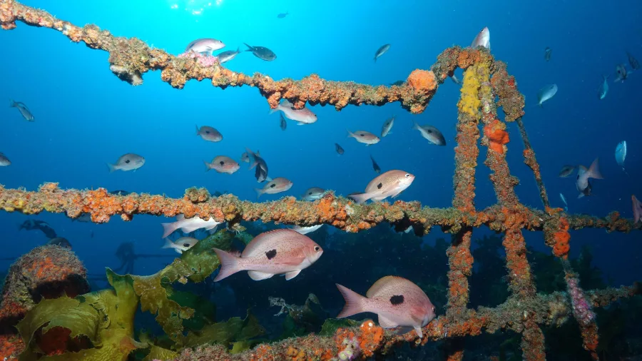 Butterfly perch fish swimming around coral-covered railings of the Canterbury Wreck in the Bay of Islands
