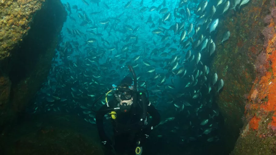 Scuba diver swimming through a large school of fish inside the Canterbury Wreck in the Bay of Islands