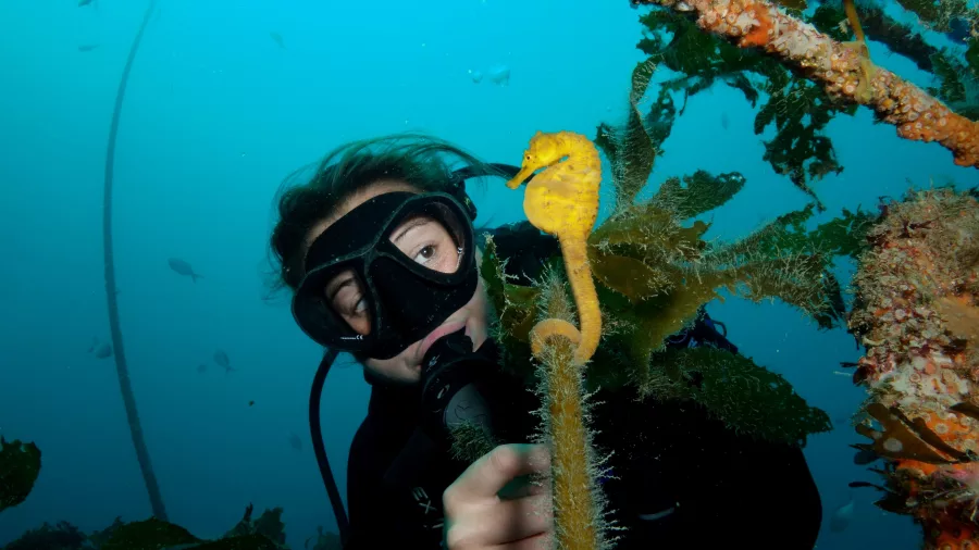 Diver observing a yellow seahorse clinging to seaweed at the Canterbury Wreck dive site in the Bay of Islands