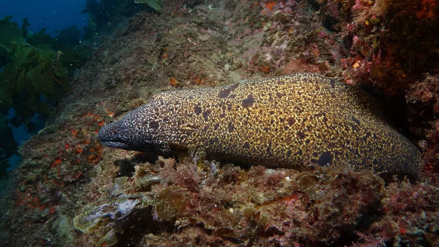 Giant moray eel resting among reef rocks near the Canterbury Wreck in the Bay of Islands