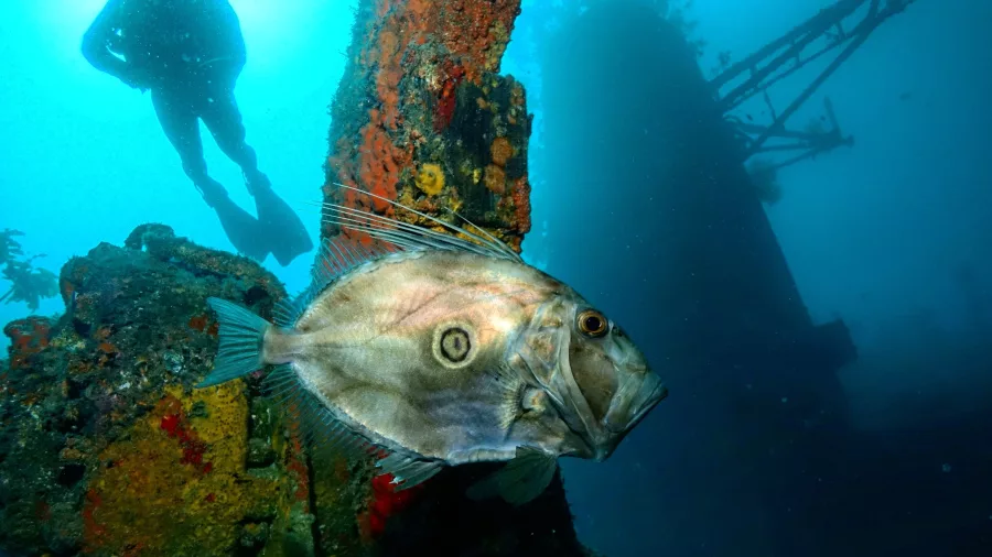 John Dory fish near colourful wreck structure with diver in the background at the Canterbury Wreck in the Bay of Islands