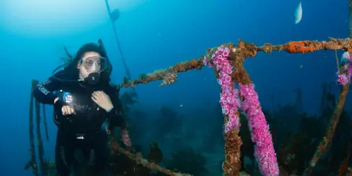 Diver hovering beside pink coral-covered railings of the Canterbury Wreck in the Bay of Islands