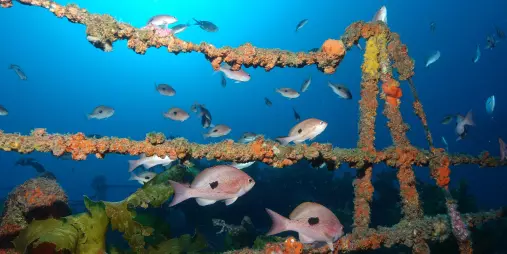 Butterfly perch fish swimming around coral-covered railings of the Canterbury Wreck in the Bay of Islands