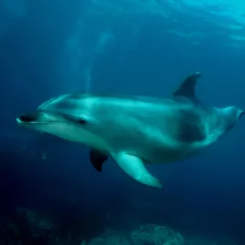 Dolphin swimming underwater in the Bay of Islands