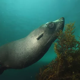 New Zealand fur seal swimming through kelp during a Discovery Scuba dive in the Bay of Islands