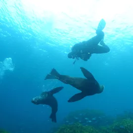 Scuba divers underwater alongside playful seals in clear waters near the Bay of Islands, New Zealand.